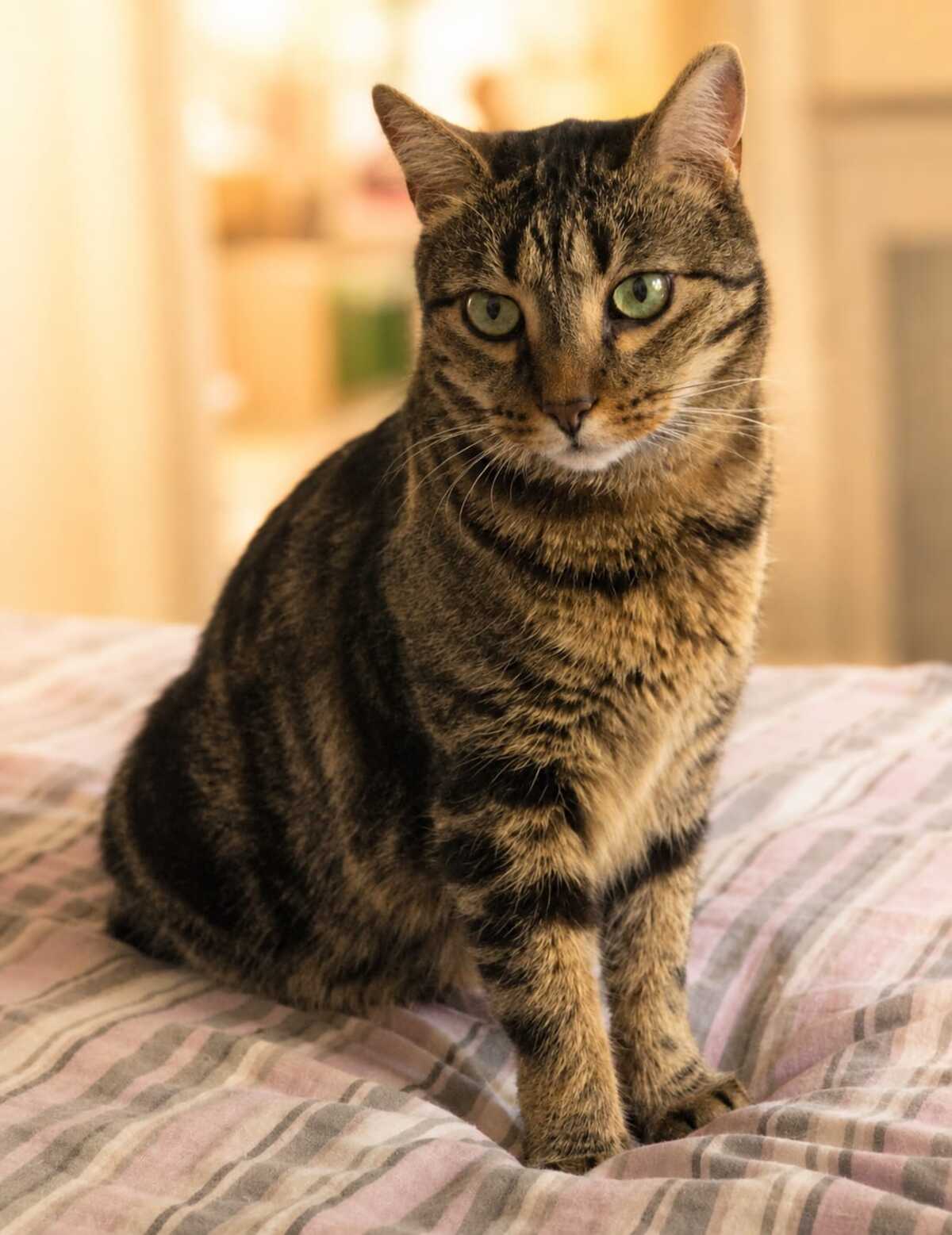 Adoption Frimousse