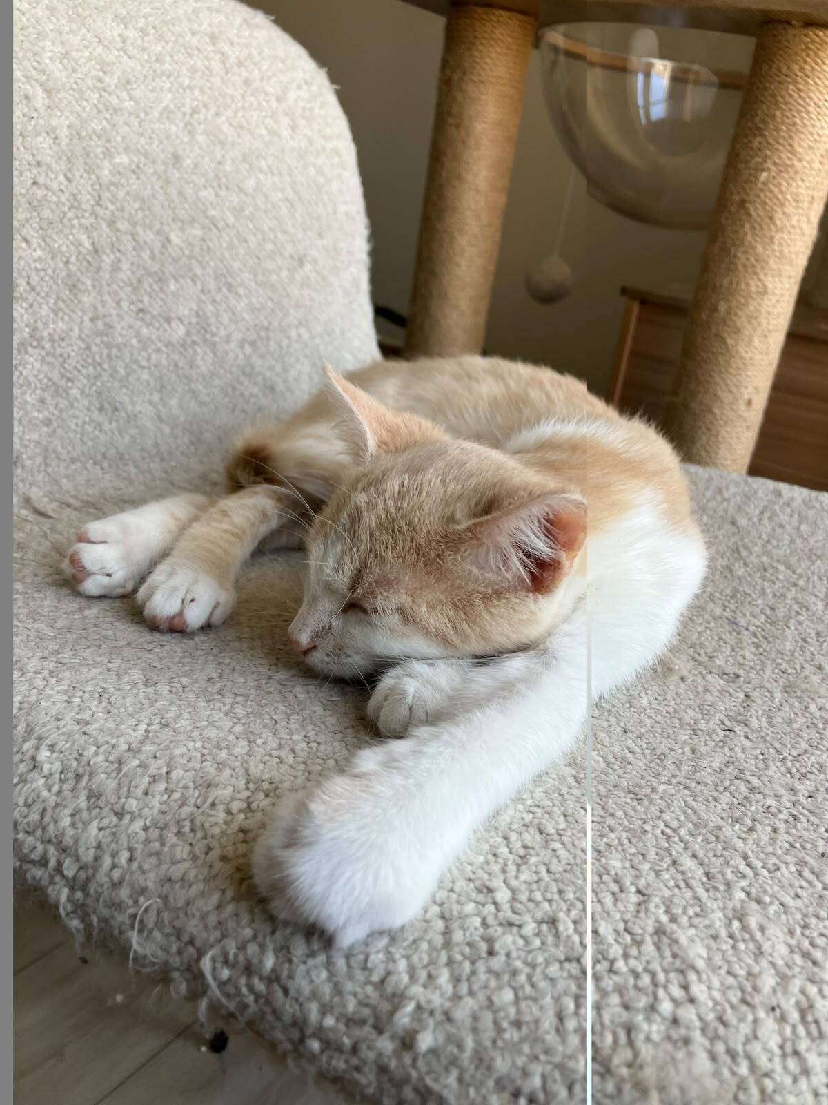 Adoption Blondie