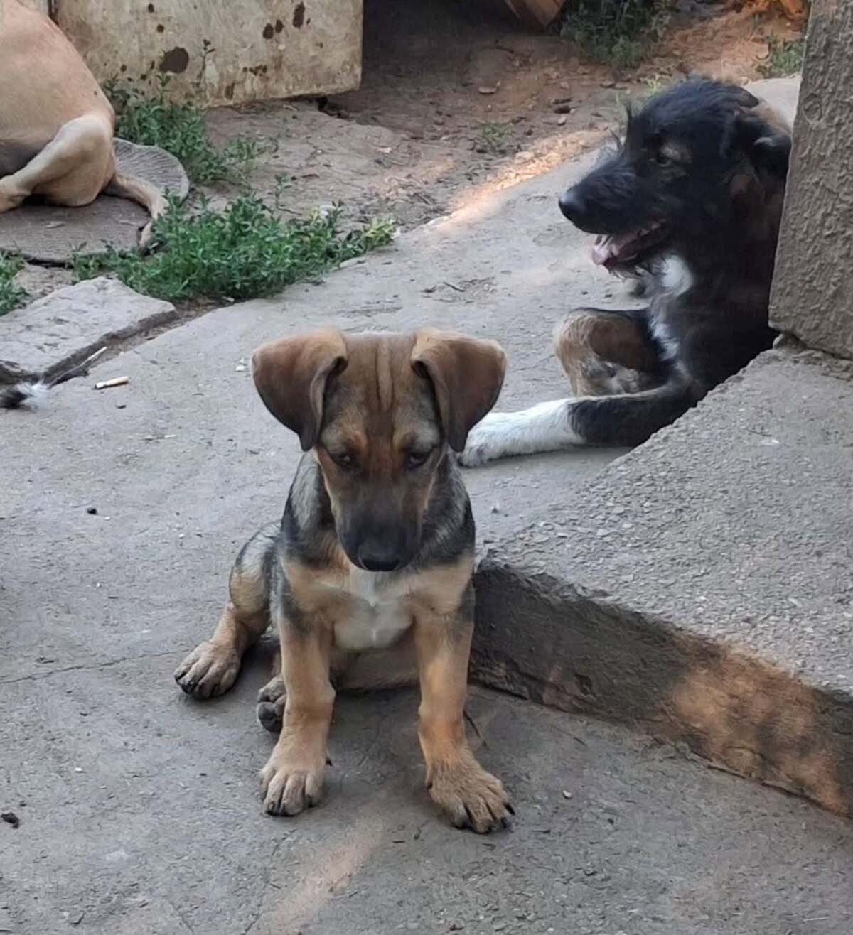 Adoption Reyna