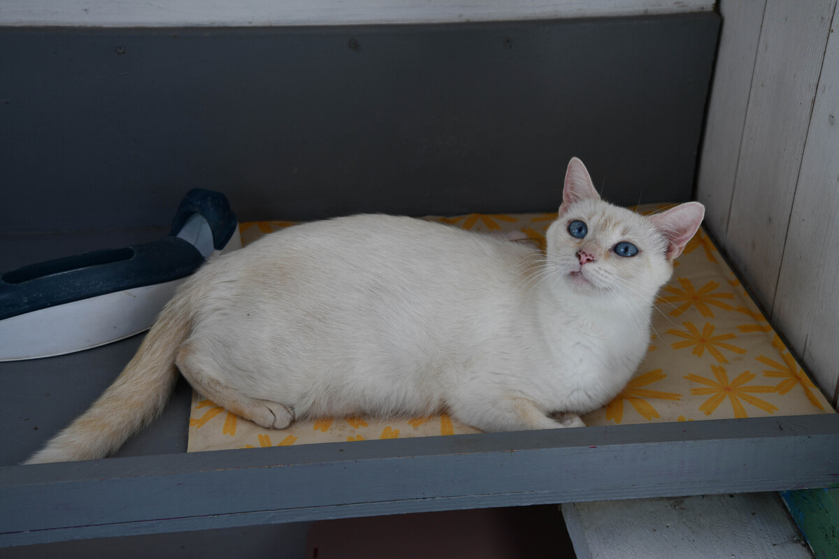 Adoption GALAXIE