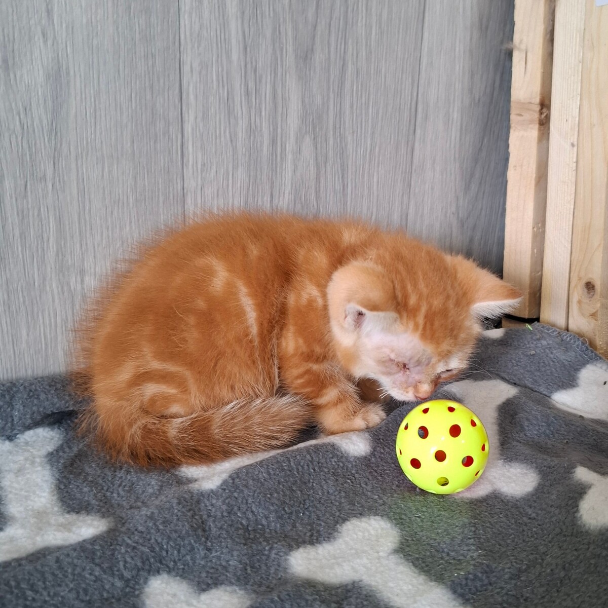 Adoption BIRATE