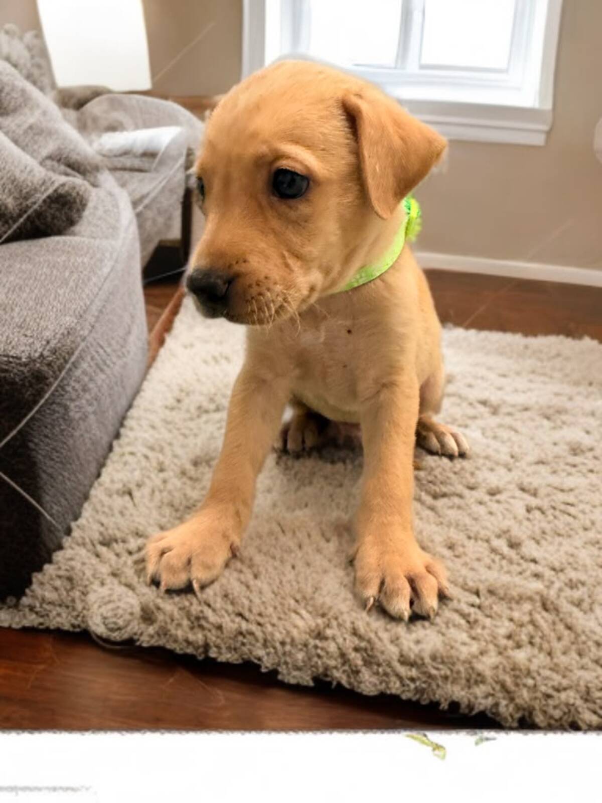 Adoption Ripley
