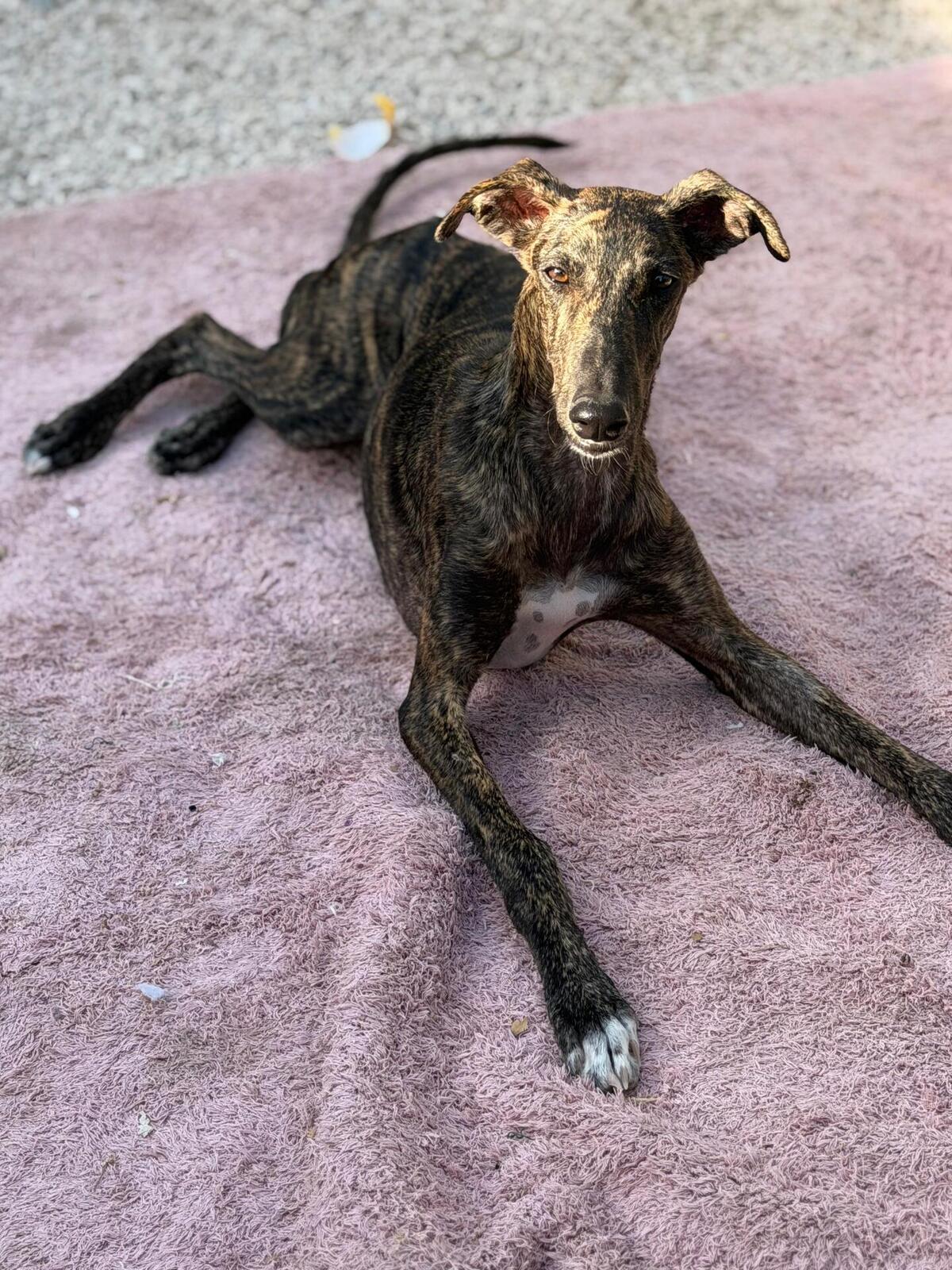 Adoption Maxi