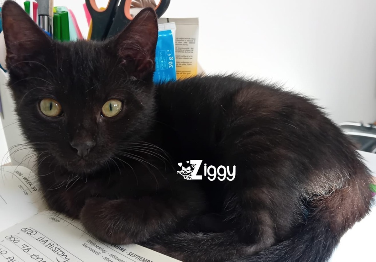 Adoption Ziggy