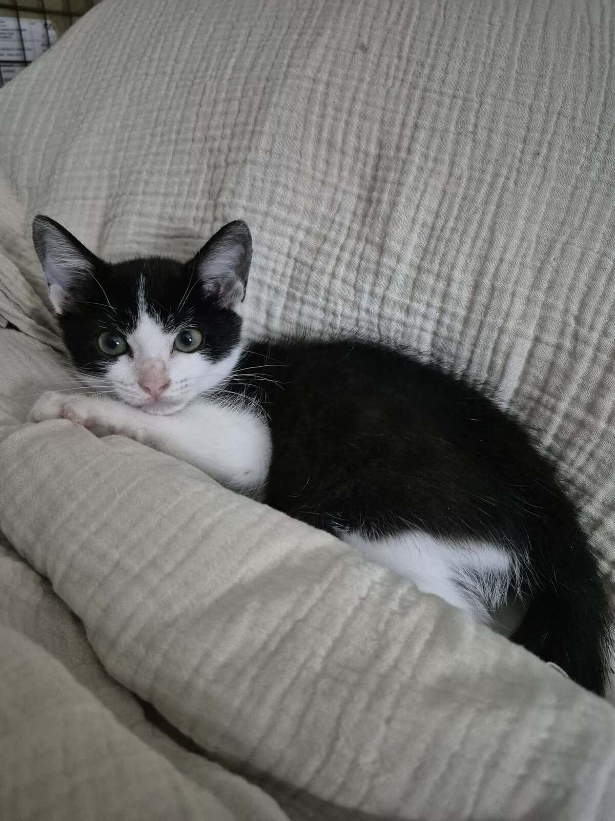 Adoption OREO