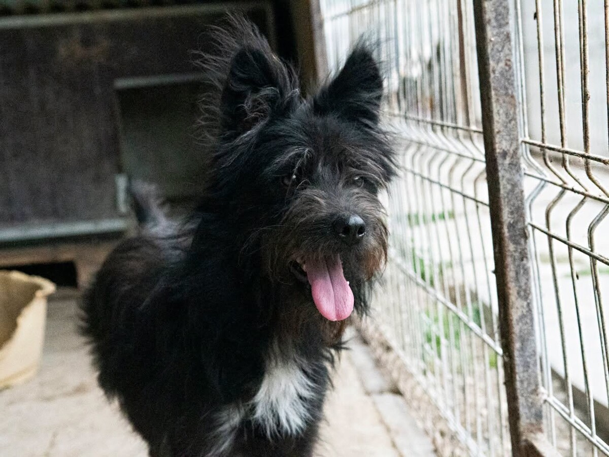 Adoption Rita