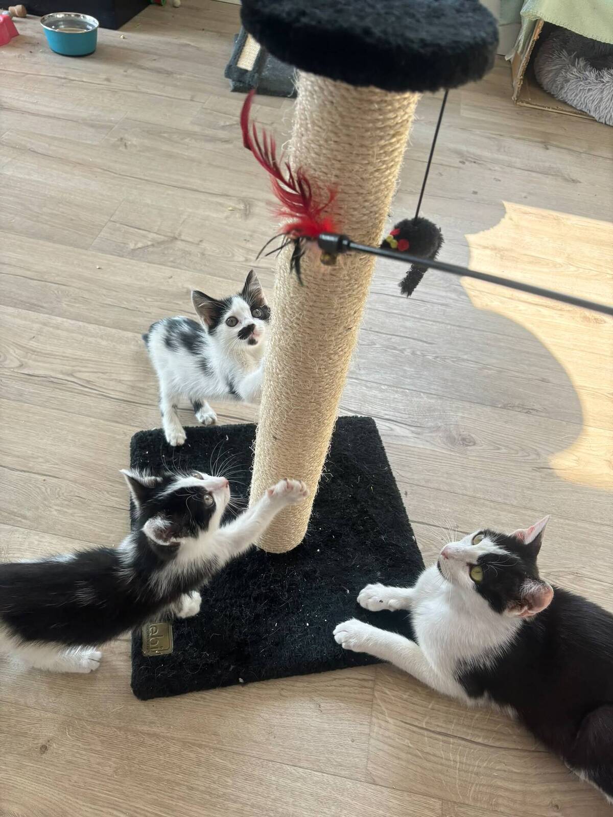 Adoption Moustic