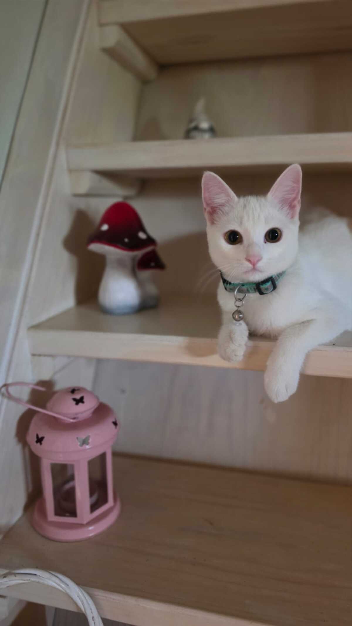 Adoption Lina