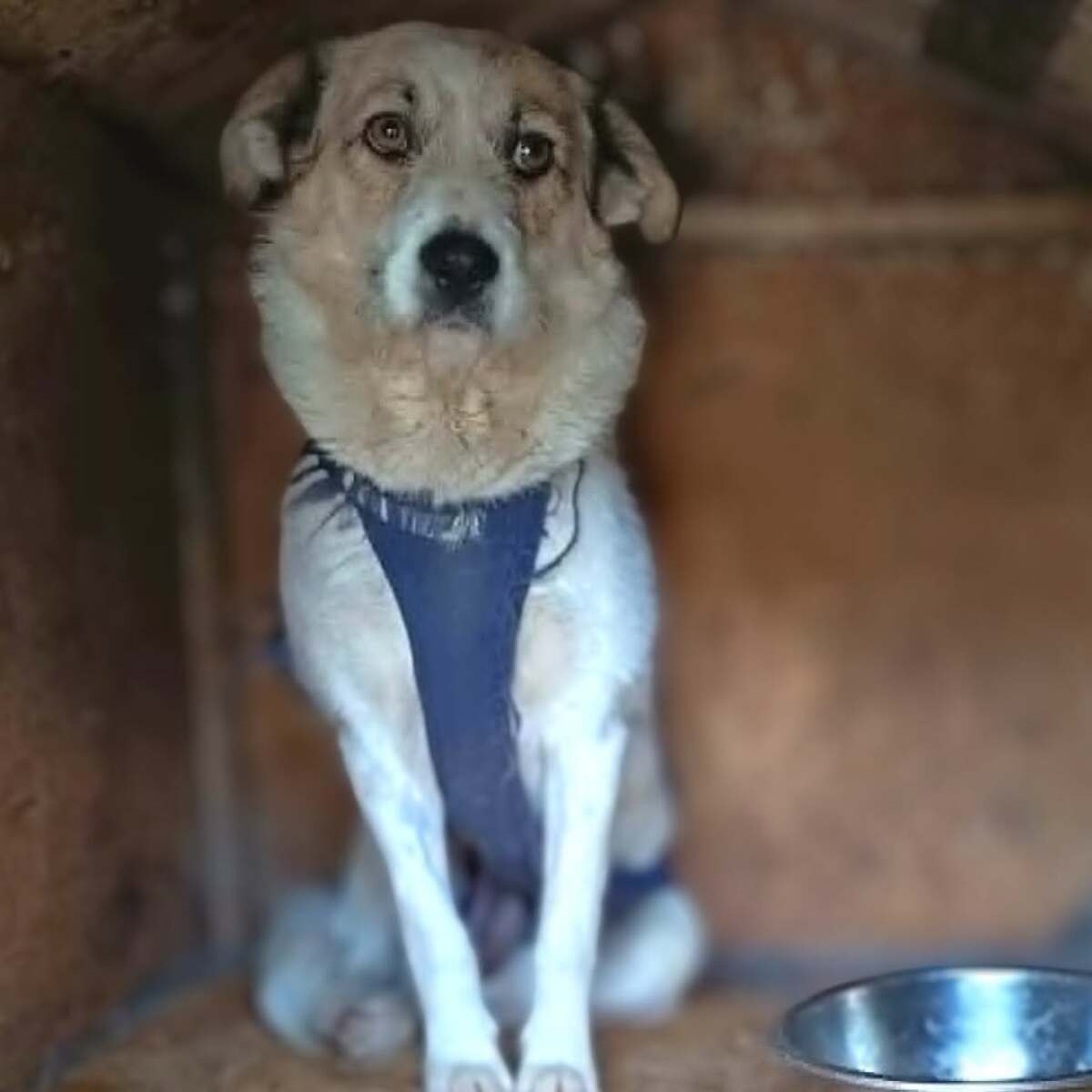 Adoption Manille