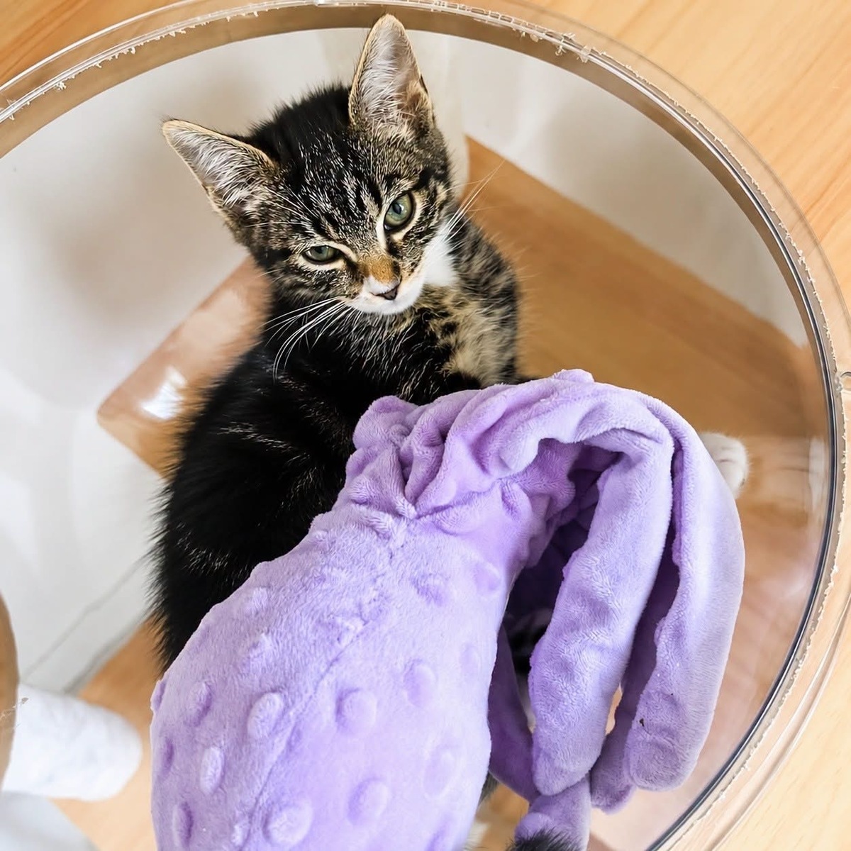 Adoption Chaussette