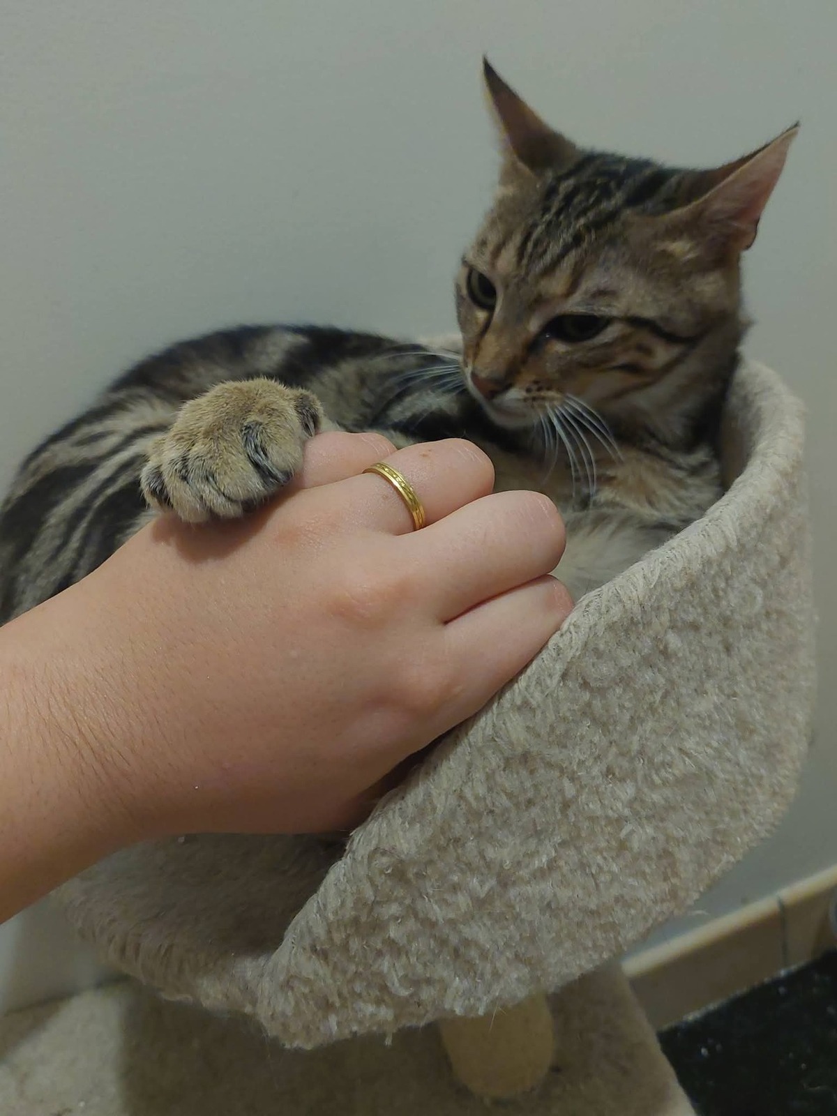 Adoption Catimini