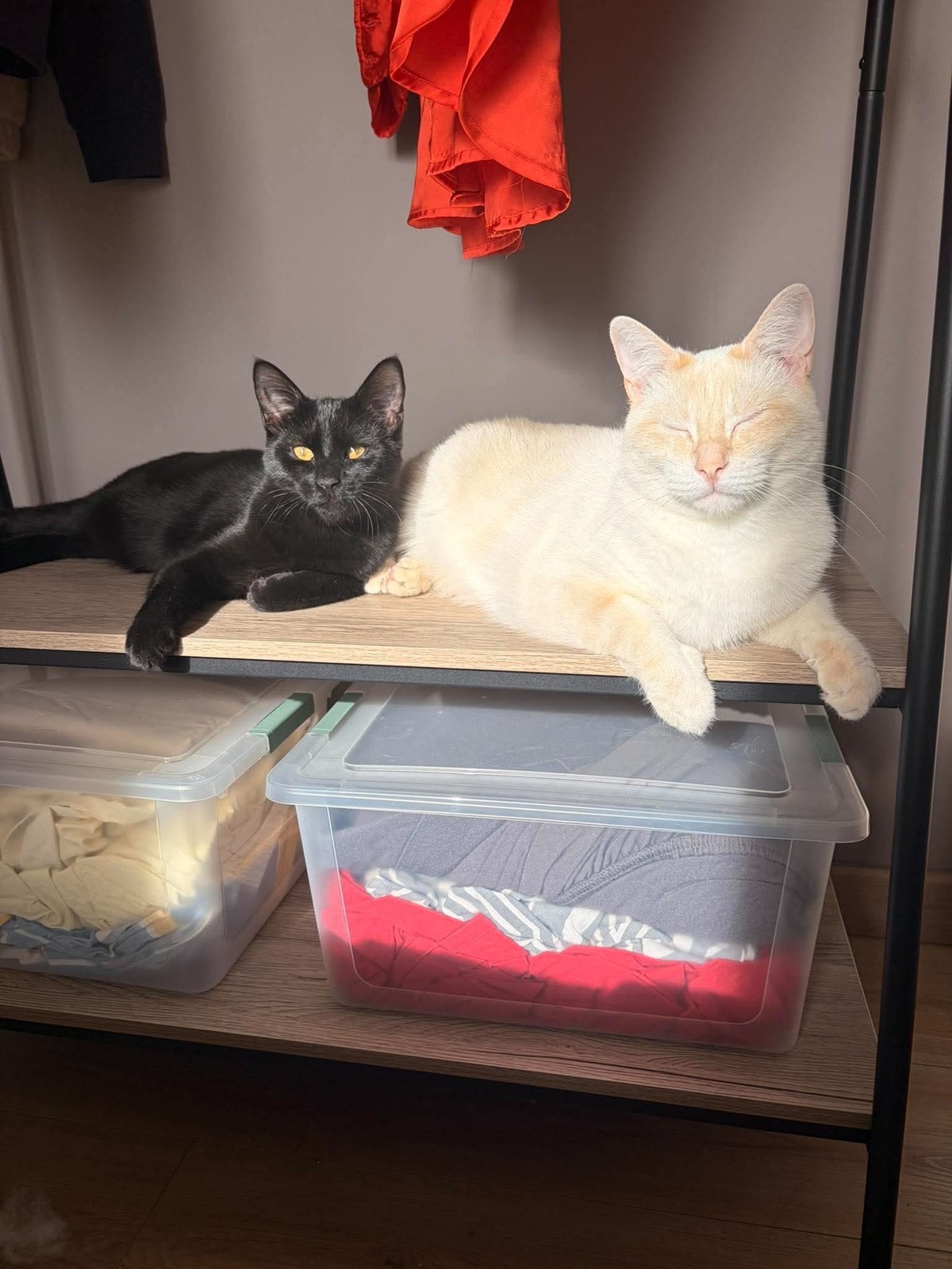 Adoption Winnie