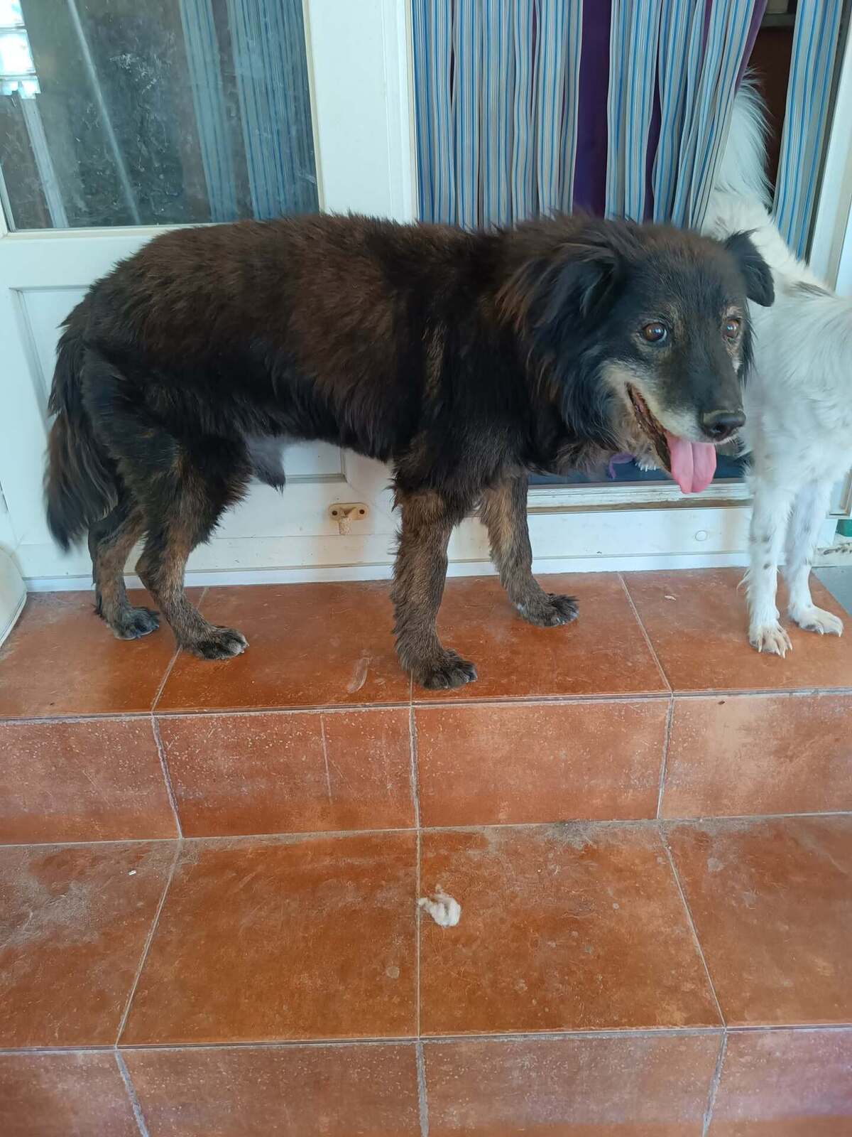 Adoption Manolo 