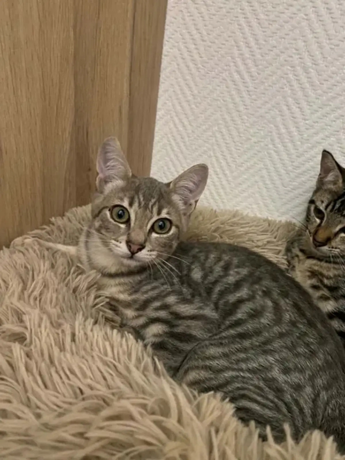 Adoption Roméo