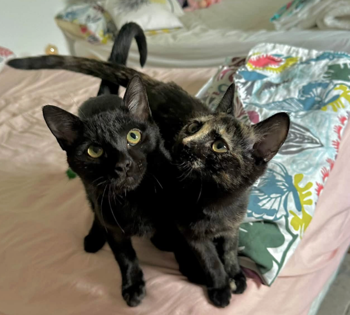 Adoption JASMIN ET MARGUERITE