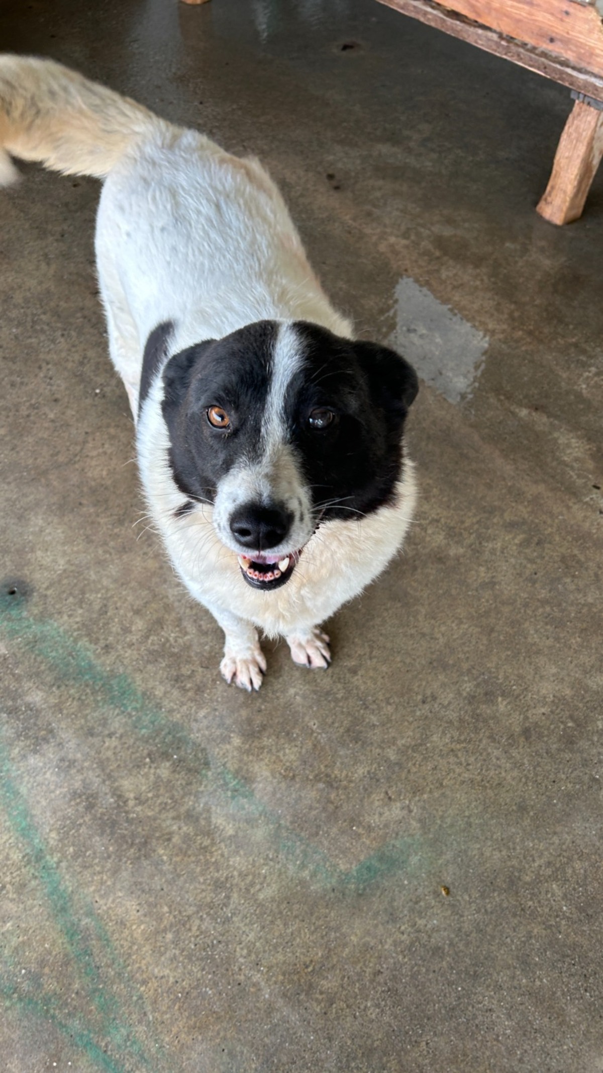 Adoption Didi