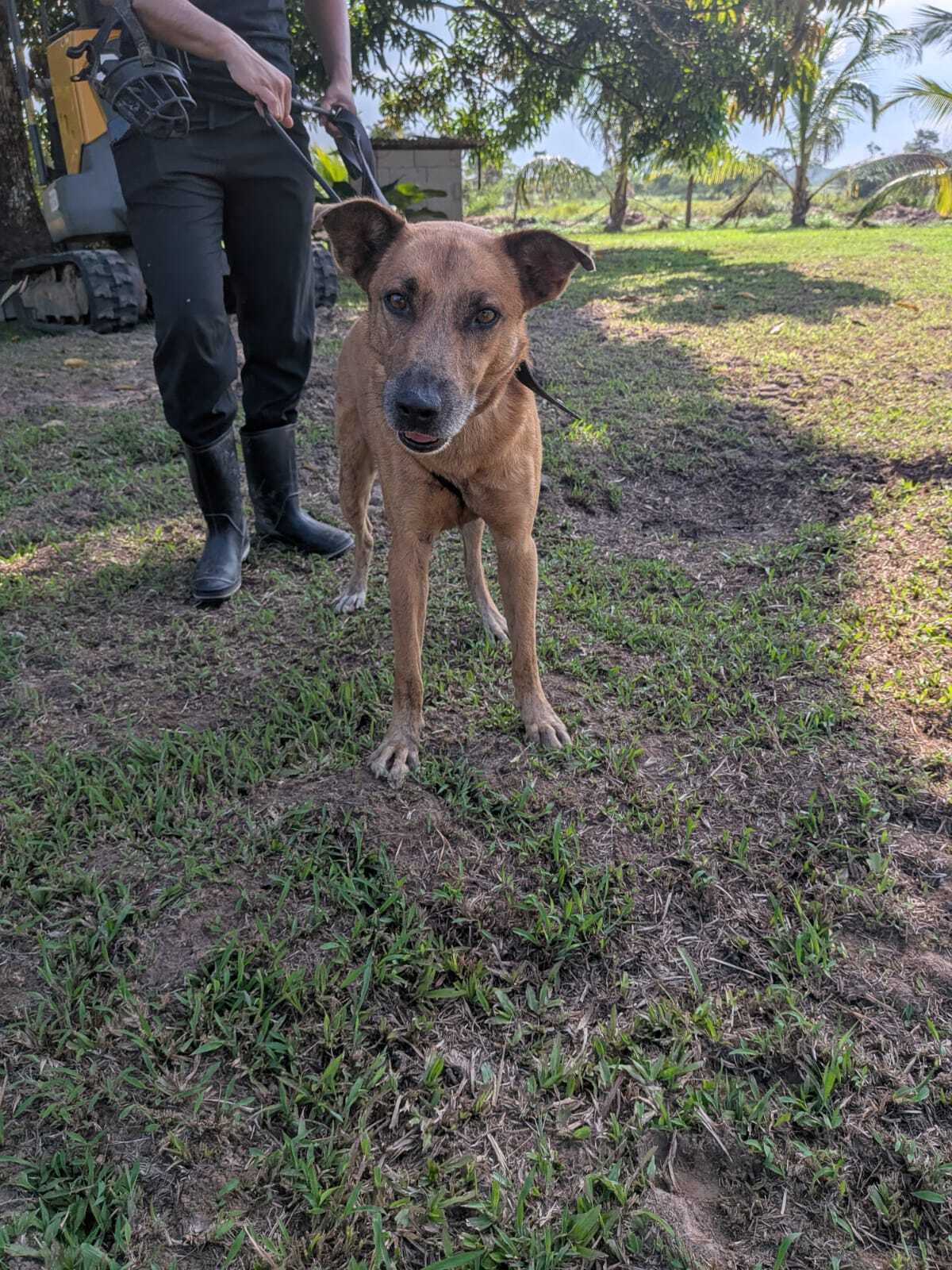 Adoption Rescue