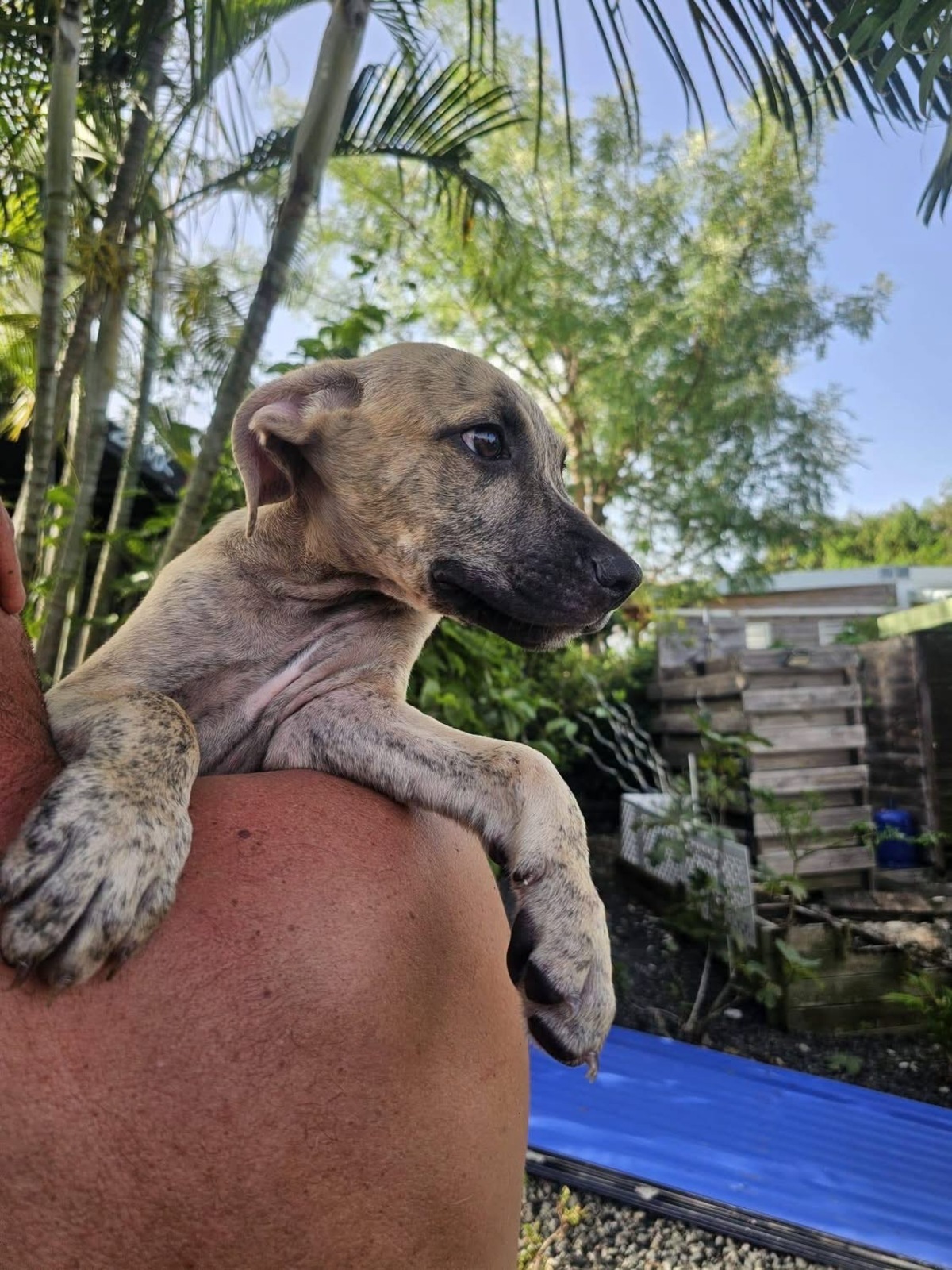 Adoption Fenzo