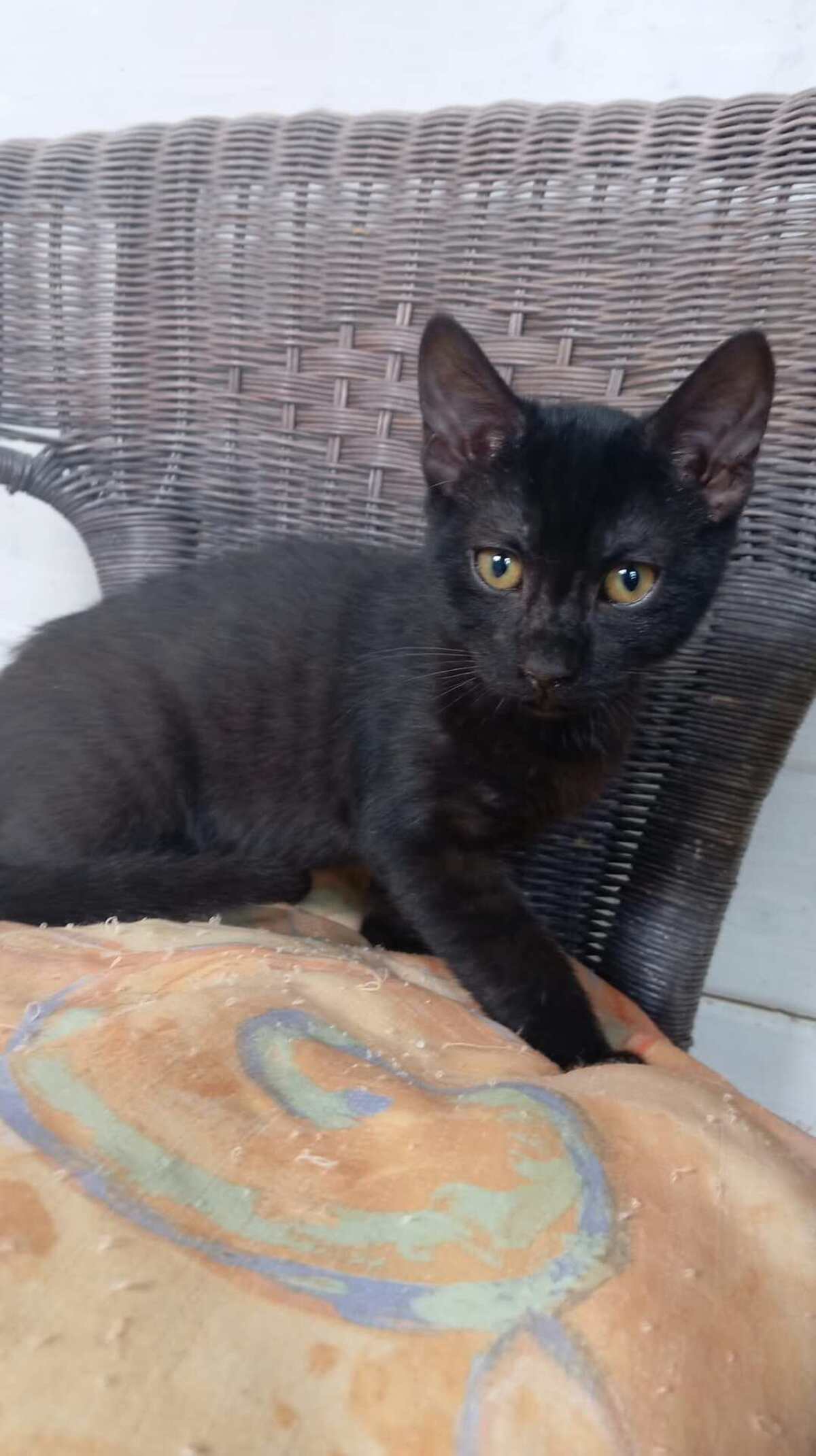 Adoption DIABOLO