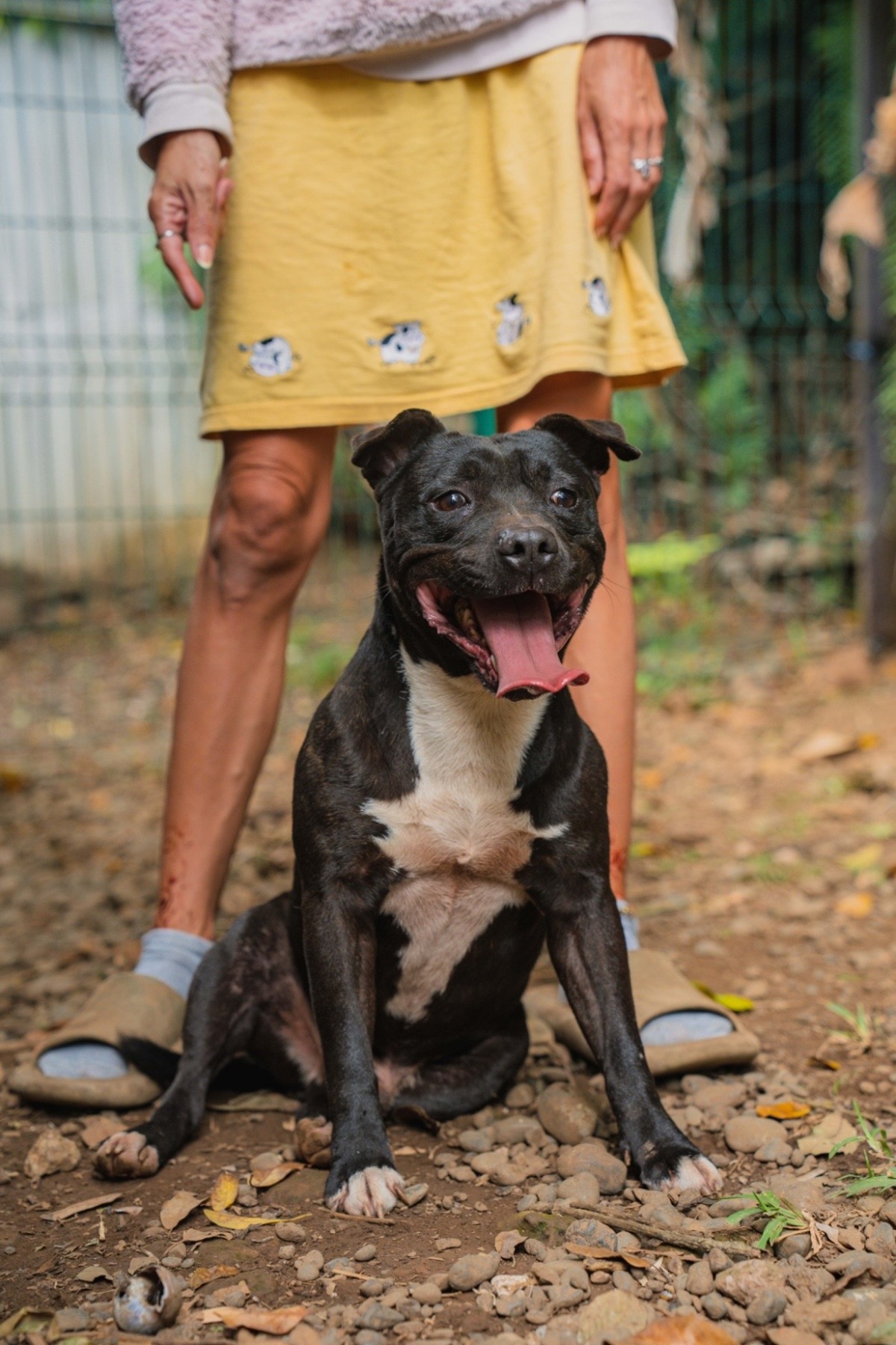 Adoption Tyson