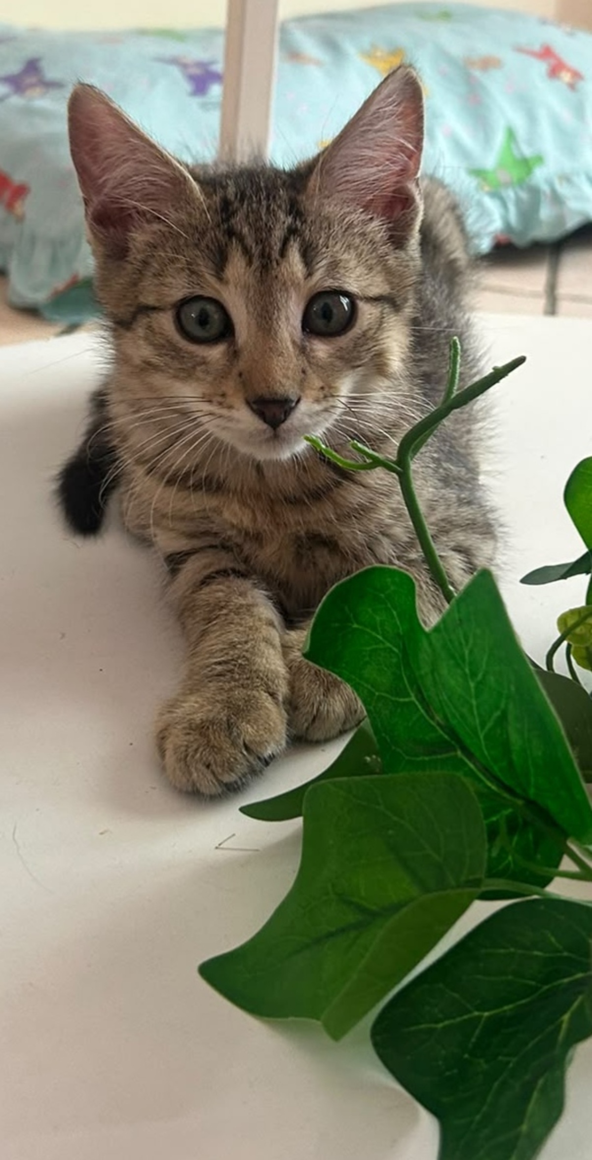 Adoption Bigaro 