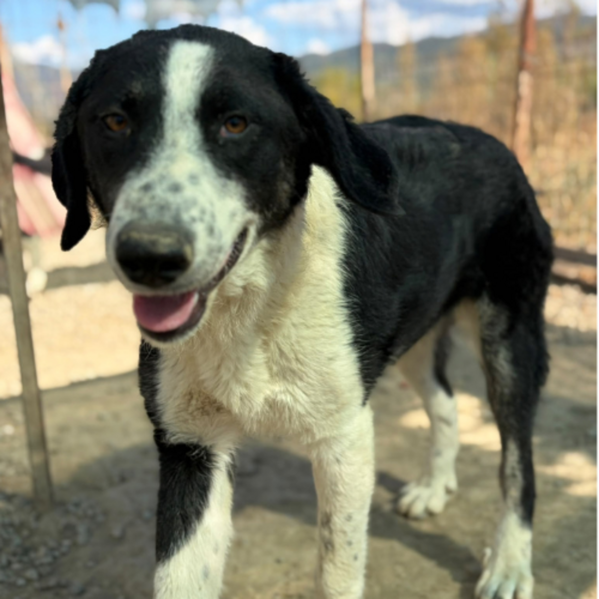 Adoption Olympia