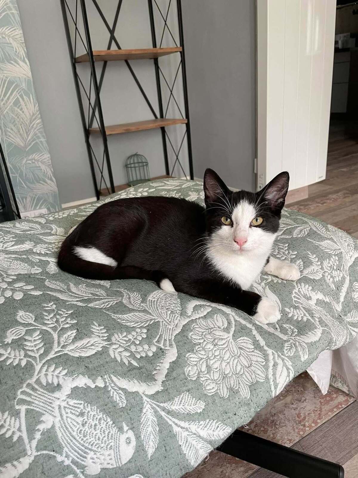 Adoption Flash & Filou
