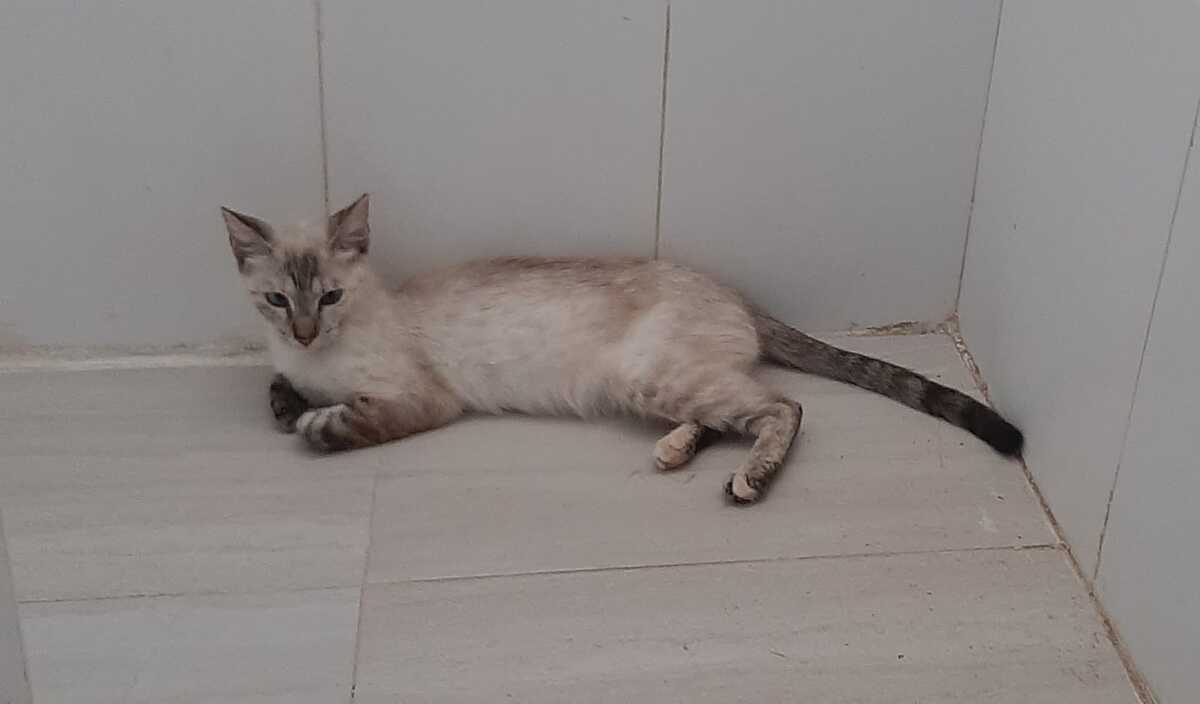 Adoption Luna
