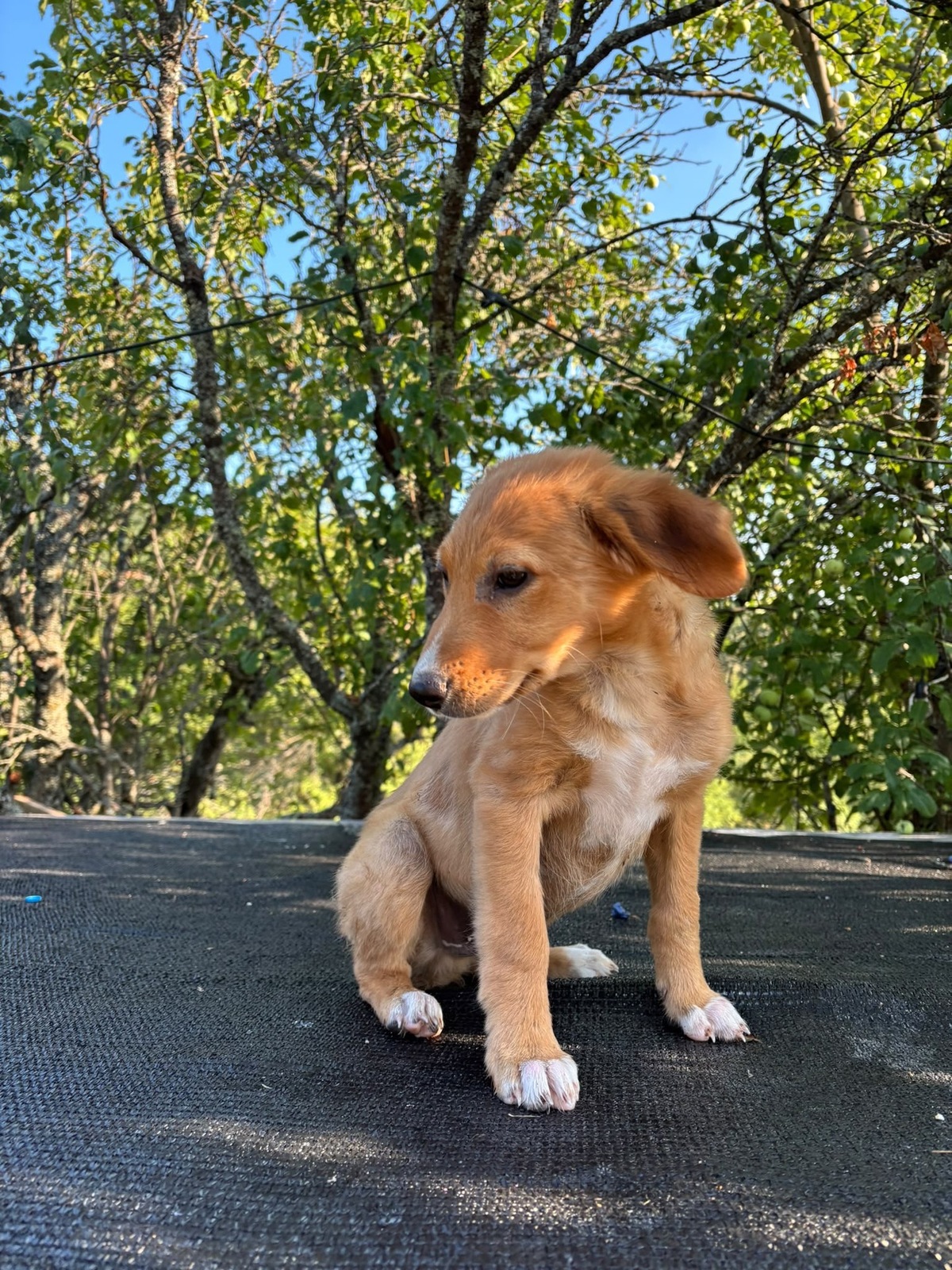 Adoption Lui
