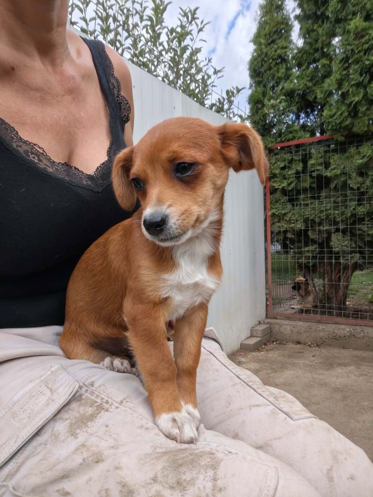 Adoption Shizen