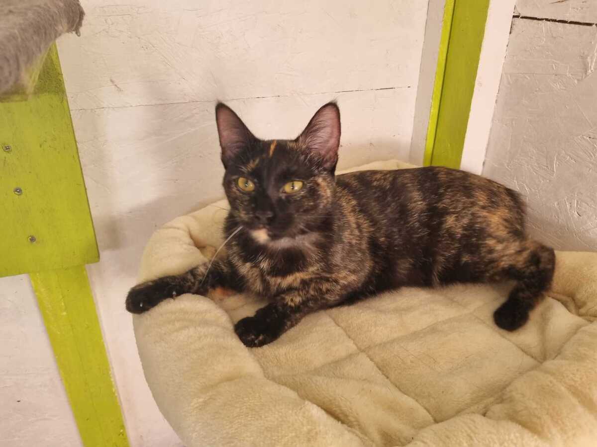 Adoption EMMA
