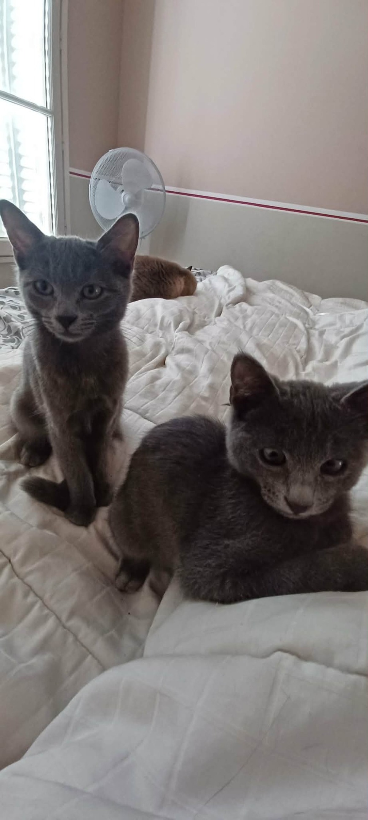 Adoption Stitch & Lilo