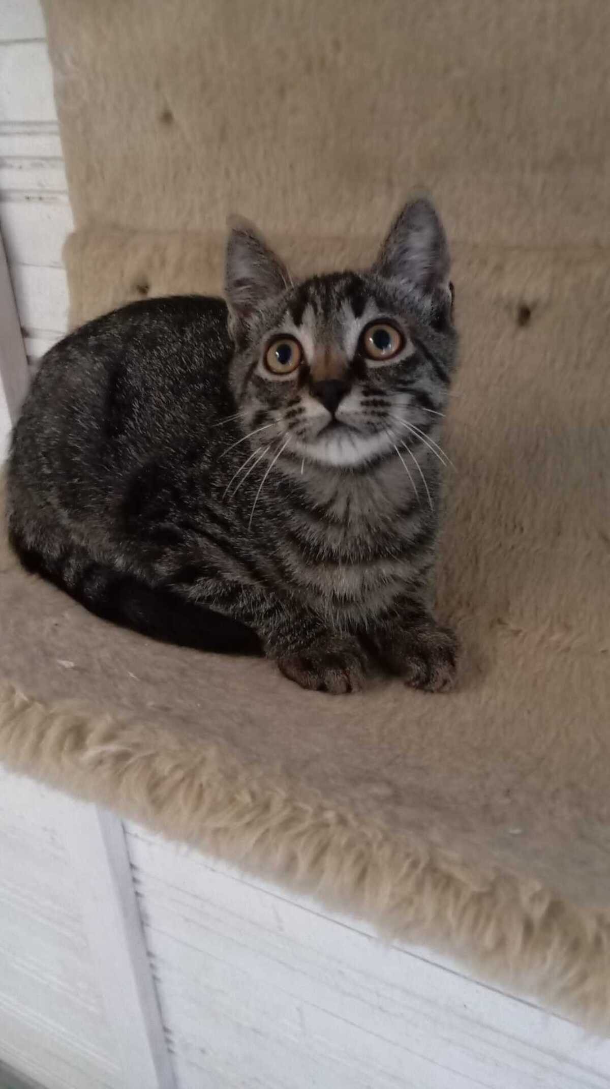 Adoption Malo