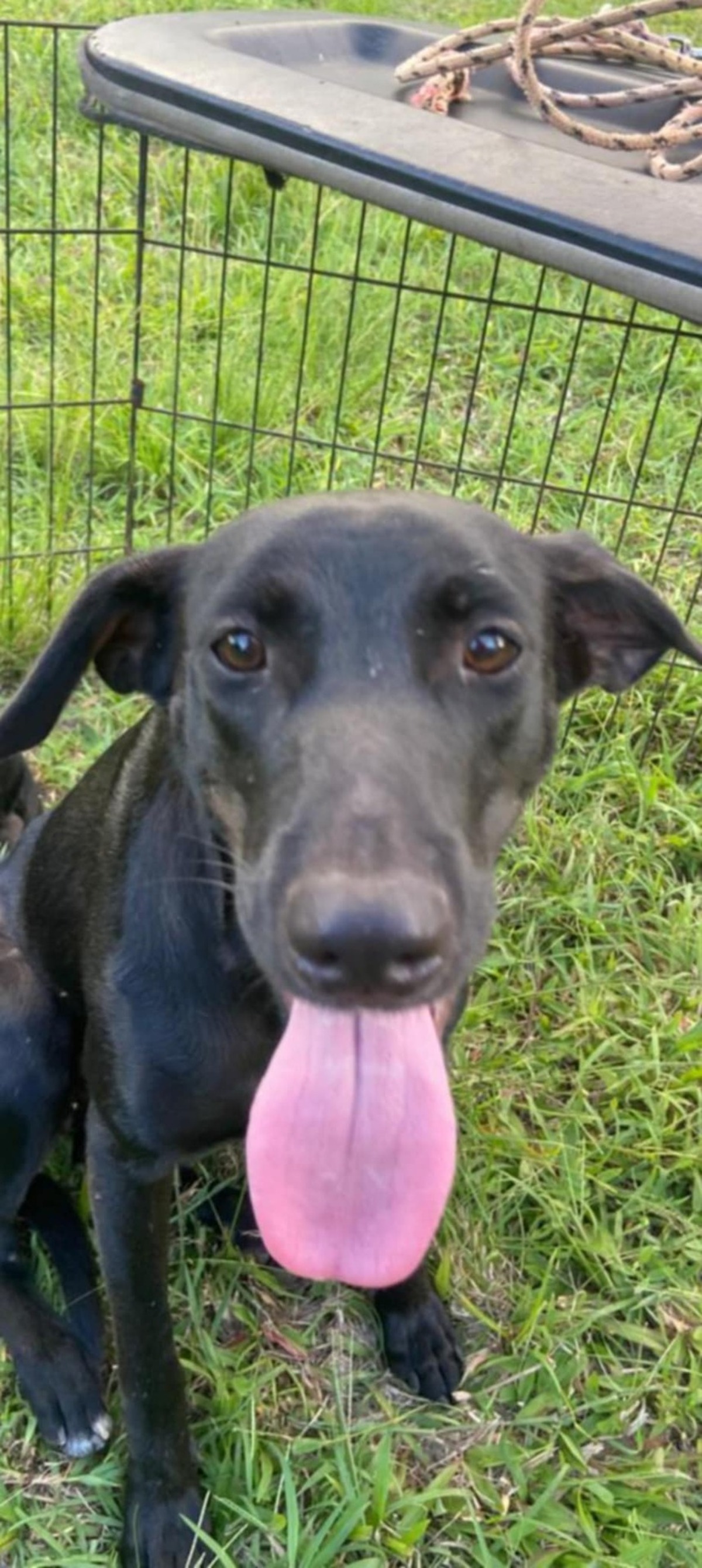 Adoption NAOMIE