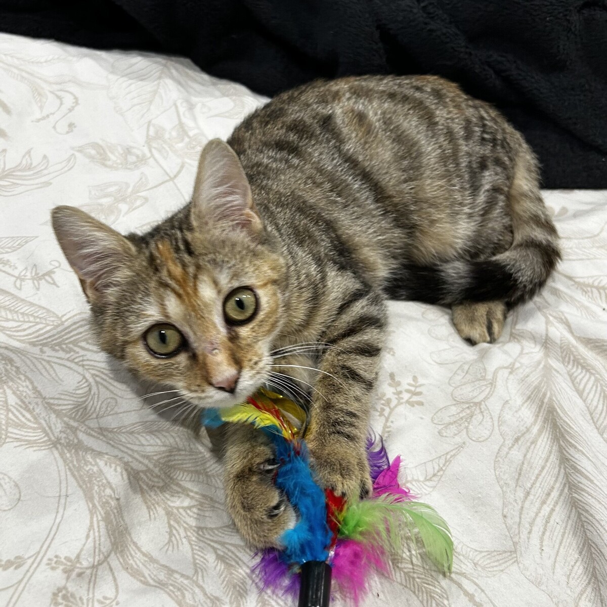 Adoption Midona
