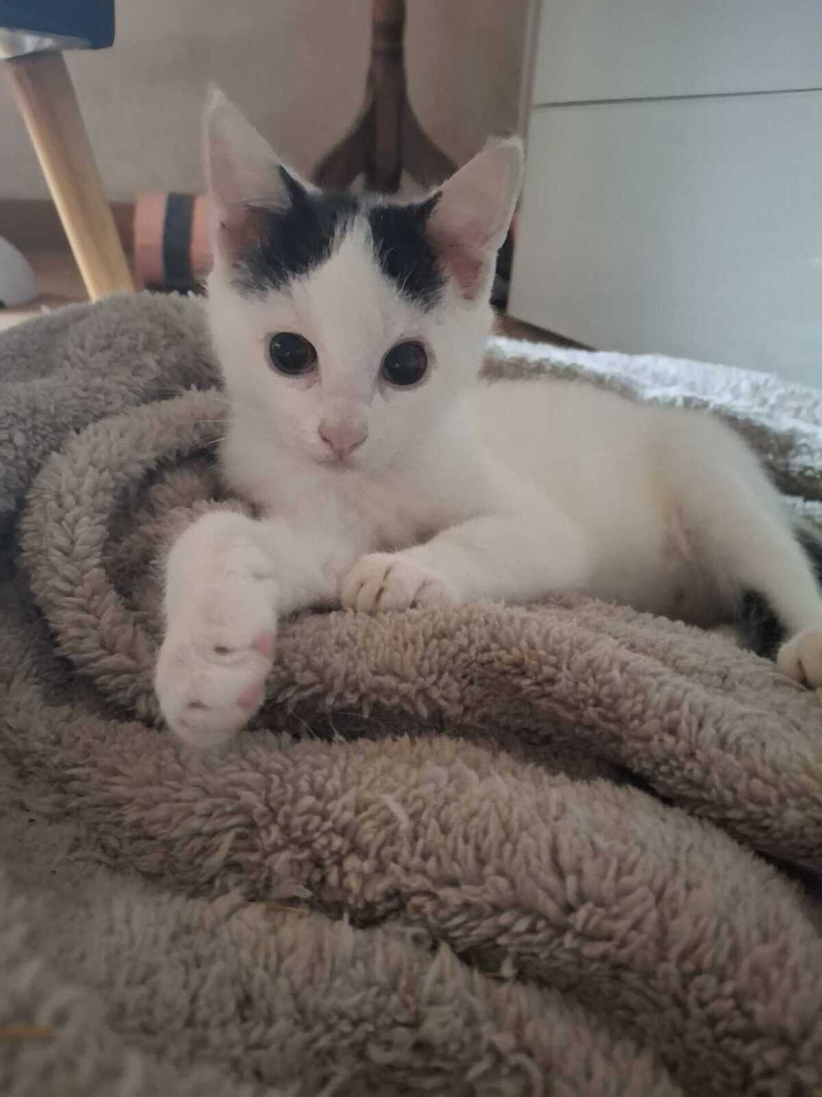 Adoption Doug