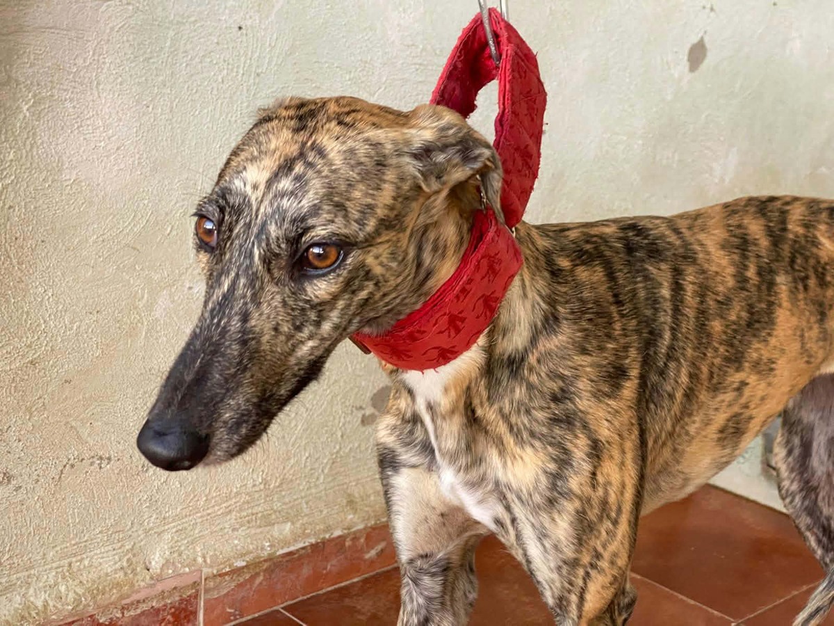Adoption Mandarina