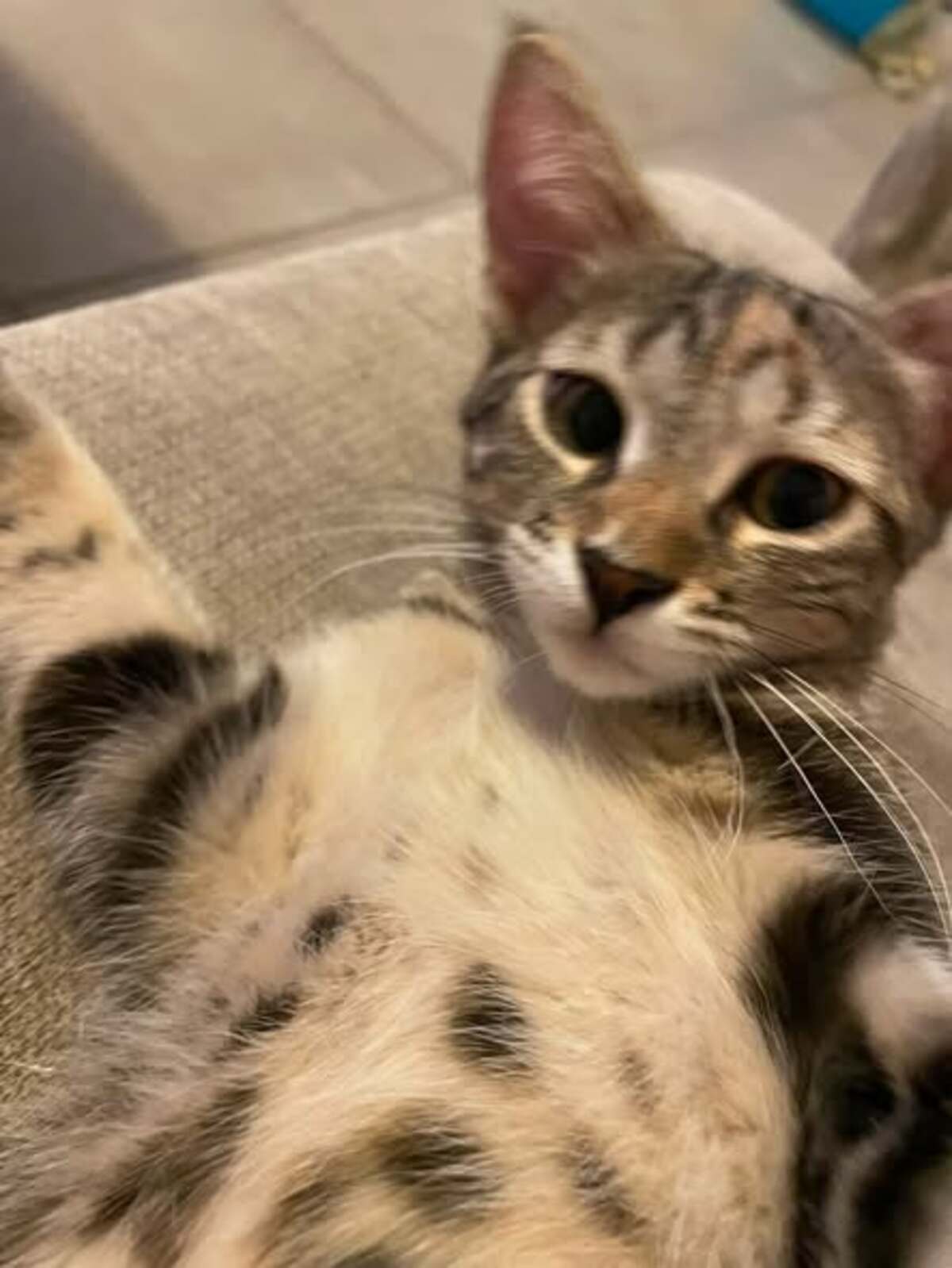 Adoption Perle