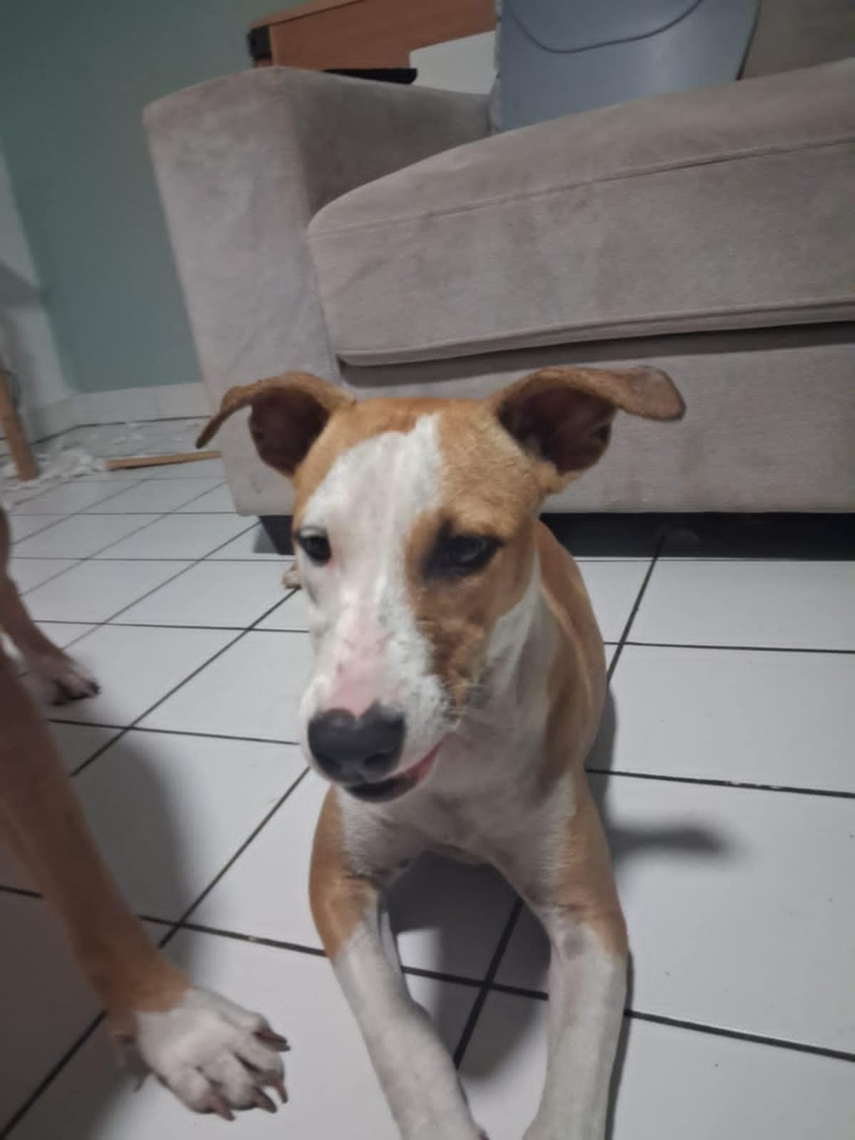 Adoption GYPSIE