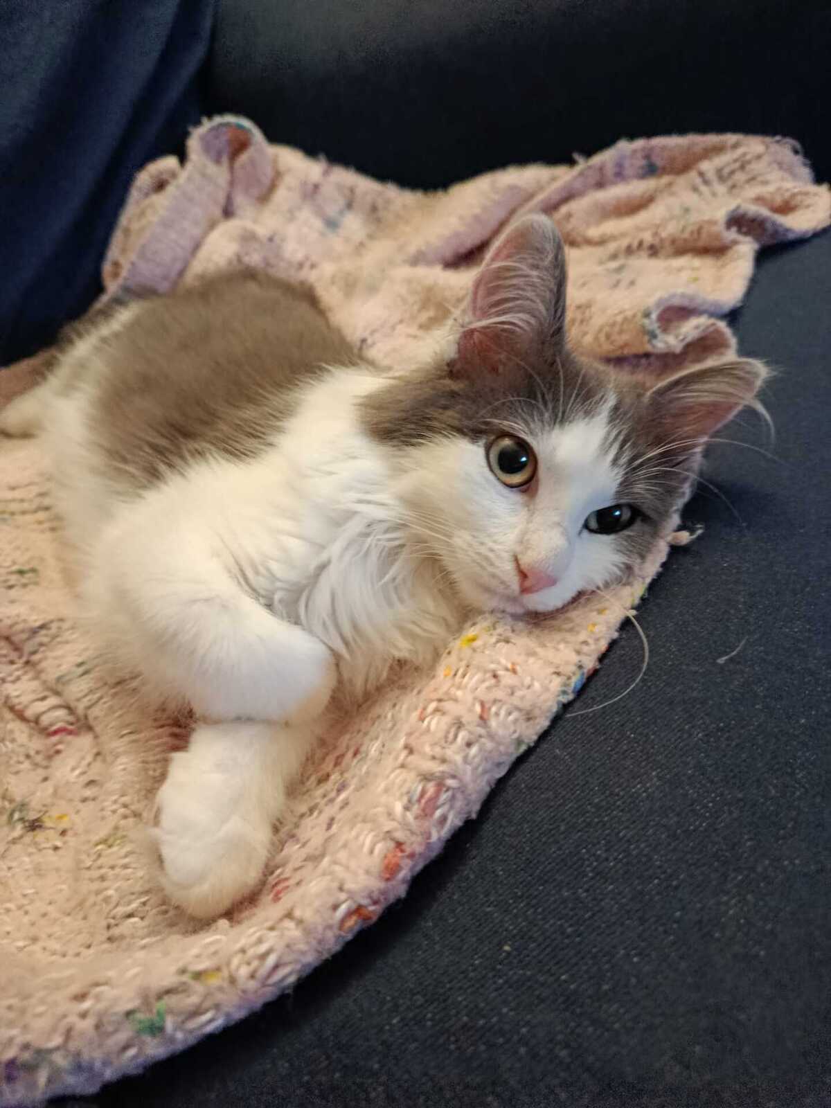 Adoption Hestia