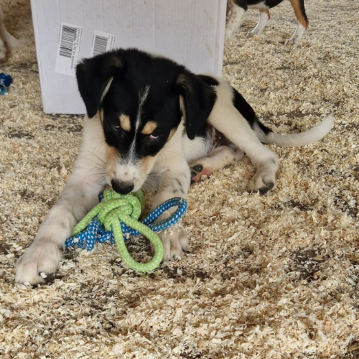 Adoption BOSS