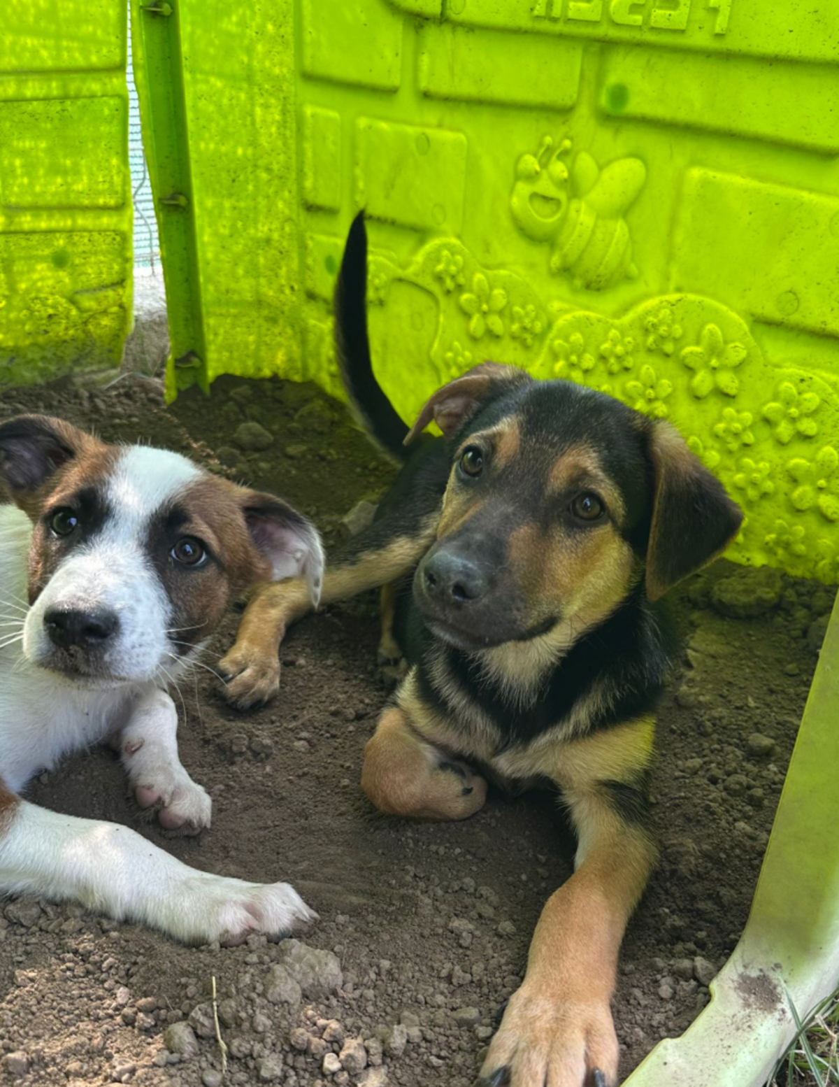 Adoption Tiana