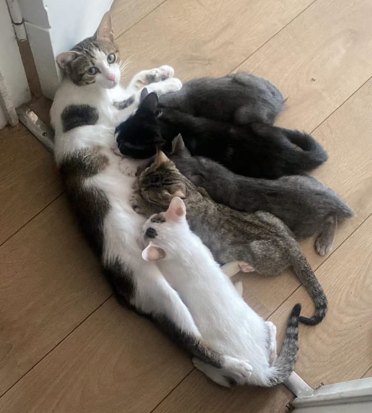 Adoption BADIANE