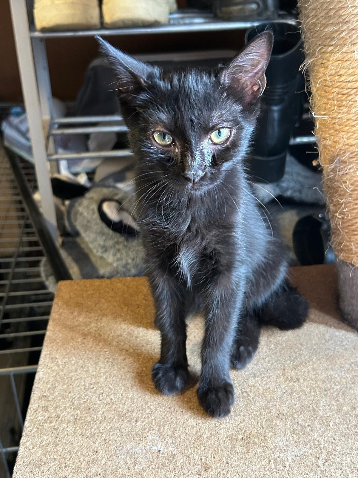 Adoption BREC