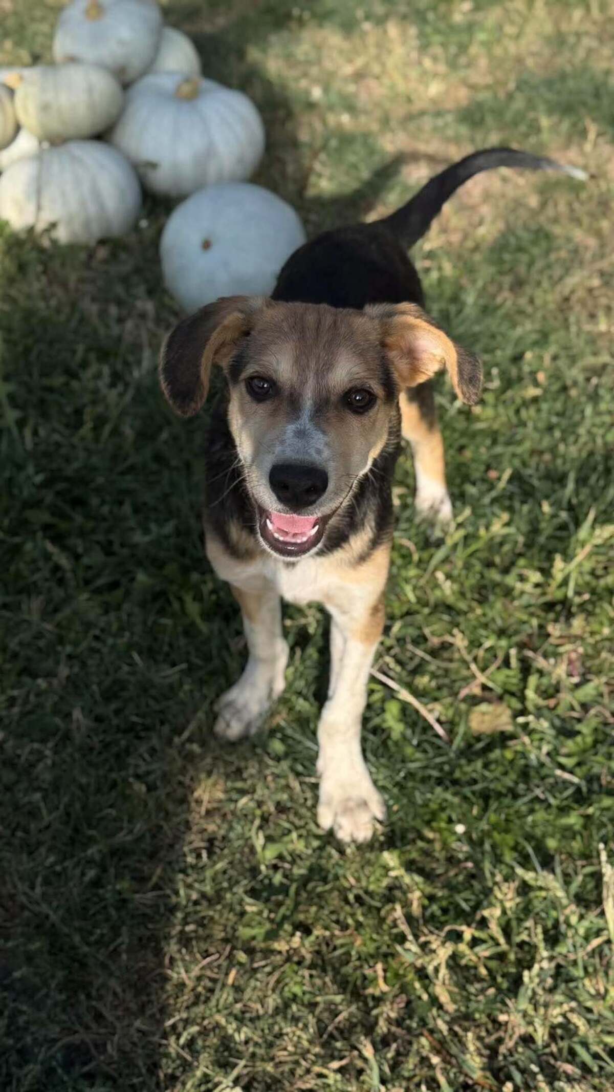 Adoption Sherlock
