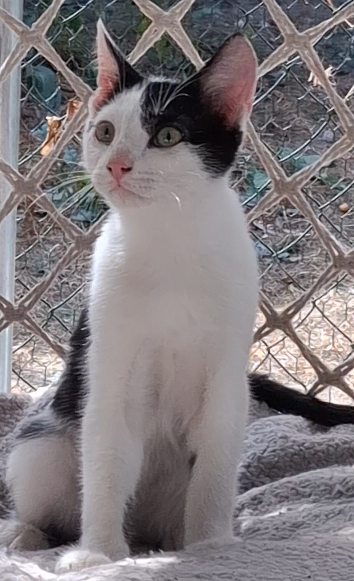 Adoption Buddy