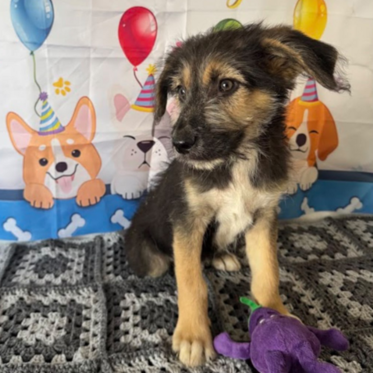 Adoption Maido