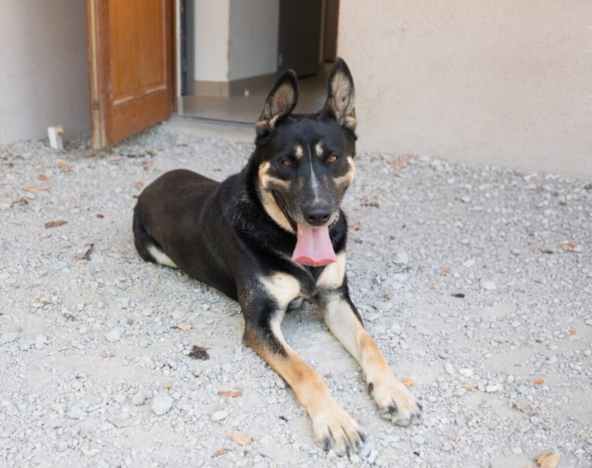 Adoption Scooby