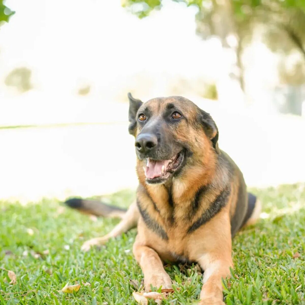 Adoption Hada
