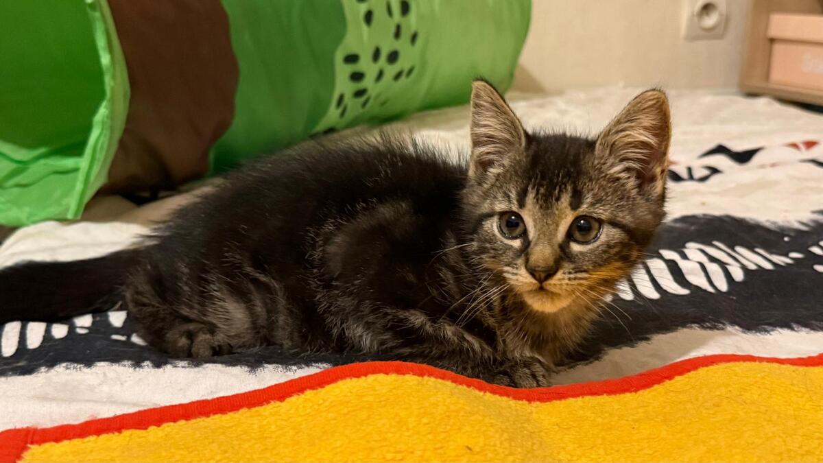 Adoption Titusse